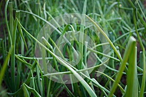 Close up of green onions growing in field