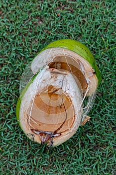Close up of a green opened coconut over green grass in Bali Indonesia