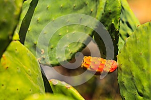 Close up of green Opuntia cactus prickly pear blooming.