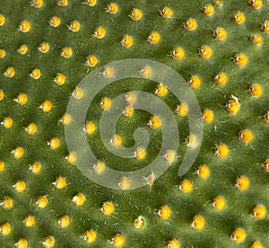 Close-up of a green Opuntia microdasys cactus