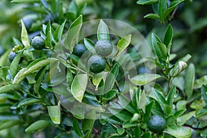 Close-up green oranges that grow on-farm trees in the summer of Thailand. Orange fruit growing small green fruit