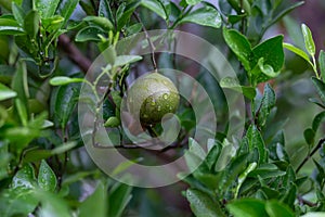 Close-up green oranges that grow on-farm trees in the summer of Thailand. Orange fruit growing small green fruit