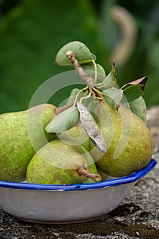 Close-up of green orchard pears in white and blue bowl, on stone with moss, selective focus, green background