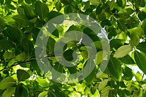 Close-up of  green Oriental beech Fagus orientalis leaves on tree branches against sunlight. Spring Arboretum Park