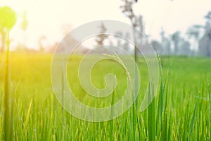 Close up of green paddy rice