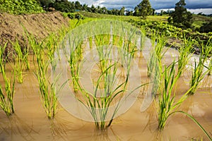 Close up green paddy rice field Chiang Mai ,Thailand. Selective focus point.