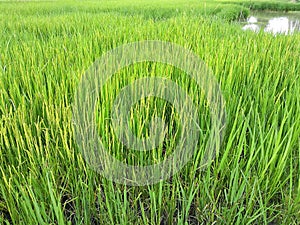 Close up of green paddy rice. Rice paddy in Thailand.
