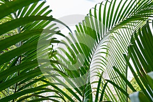 Close up green palm leaf background