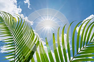 green palm leaf on blue sky with sun shining in summer