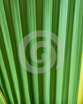 close-up of green palm leaf texture, abstract pattern