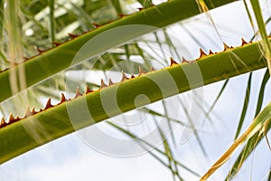 Close up of green palm tree leaves with sharp thorns. Close up of a thorny palm tree with blue sky background.