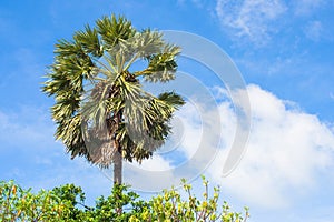 Close up green palm tree at the sea.