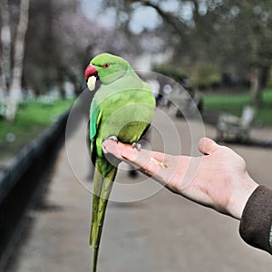 A close up of a Green Parakeet