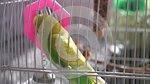 Close-up of a green parakeet in a cage.Singing domestic exotic birds.