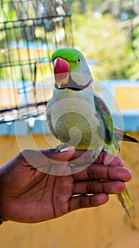 Close up of Green parrot with red mouth sitting on the man hand.