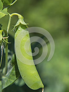 Close-up of a green pea pod on a branch of a pea plant in natural light on a blurred green background of the garden bed. Natural