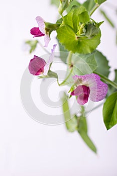 Close up green pea stem with purple flower and leaf on the white background. Selective focus.