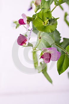 Close up  green pea stem  with purple flower and leaf on the white background. Selective focus.