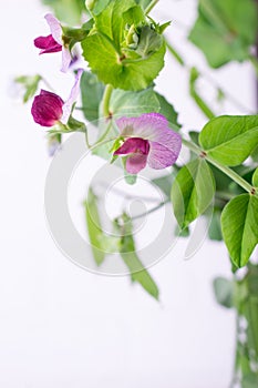 Close up  green pea stem  with purple flower and leaf on the white background. Selective focus.