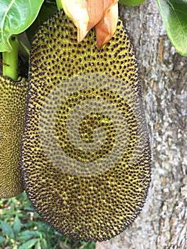 Close up green peel of jackfruit at the tree in orchard , Local fruit of Thailand