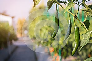 Close up green pepper growing in field plant agriculture farm