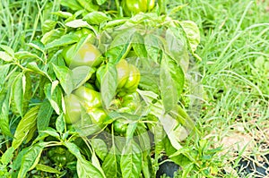 Close-up of green peppers as bio agriculture concept