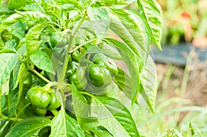 Close-up of green peppers as eco farming concept