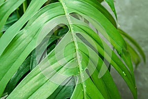 Close up green Philodendron leaves in summer