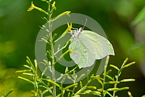 Pieridae butterfly photo