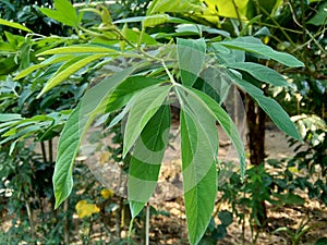 Close up green pigeon pea also called Gude, kacang gude, kacang kayo,, kacang bali, Cajanus cajan, red gram, tur, pwa kongo, gung