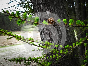 Close up of green pine needles on tree