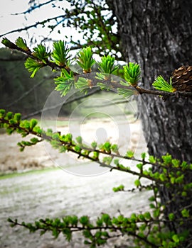 Close up of green pine needles on tree