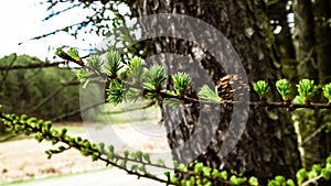 Close up of green pine needles on tree