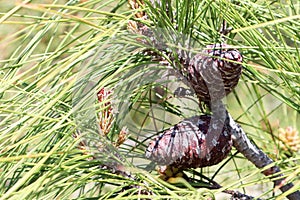 Close up of green pine tree branch with cones