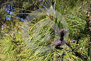 Close up of green pine tree branch with cones