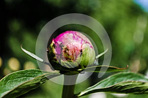 Close-up of green pink peony unblown bud and an ant drinking water from the dew drop on a background of leaves. Small black bug