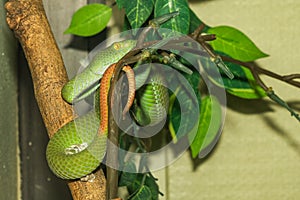 Close up green pit viper snake in the garden at thailand