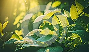 a close up of a green plant with bright sunlight shining through the leaves on the plants in the foreground and a blurry