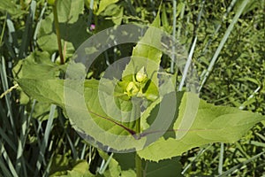 close-up: green plant with sectile leaves