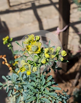Close up on a green medicinal South African plant with yellow flowers photo