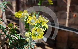 Close up on a green medicinal plant from South Africa with yellow flowers photo