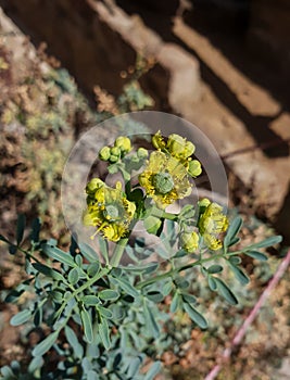 Close up on a green African medicinal plant with yellow flowers photo