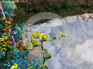 green plant with yellow flowers known as the Ruta chalepensis photo