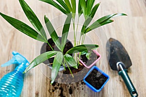 Close-up of green plants with big leaves in the pots after repotting on the table. Green home flowers, indoor decoration