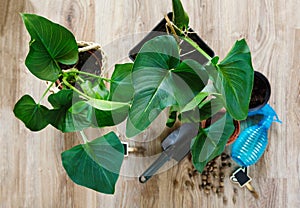 Close-up of green plants with big leaves in the pots after repotting on the table. Green home flowers, indoor decoration.