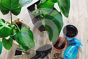 Close-up of green plants with big leaves in the pots after repotting on the table. Green home flowers, indoor decoration.