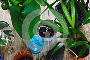 Close-up of green plants with big leaves in the pots after repotting on the table. Green home flowers, indoor decoration