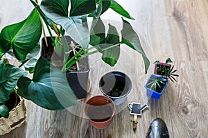 Close-up of green plants with big leaves in the pots after repotting on the table. Green home flowers, indoor decoration