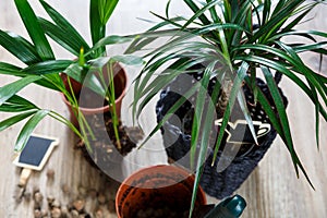 Close-up of green plants with big leaves in the pots after repotting on the table. Green home flowers, indoor decoration