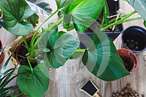 Close-up of green plants with big leaves in the pots after repotting on the table. Green home flowers, indoor decoration